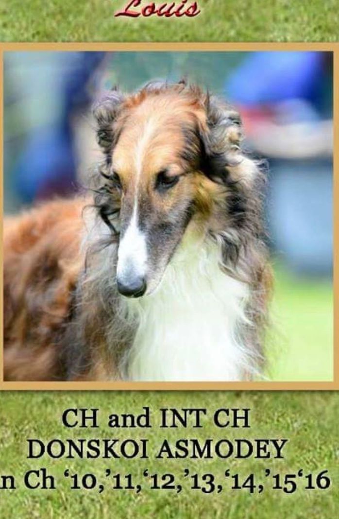 ‘Louis’ Int and Ir Ch Donskoi Asmodey .
Ireland’s Top Borzoi for 9 yrs .