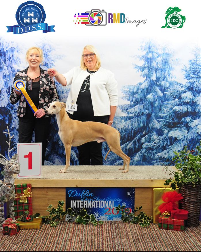 ‘Chad’ gained his title in 2019 in style by finishing the year as Ireland’s top Whippet .