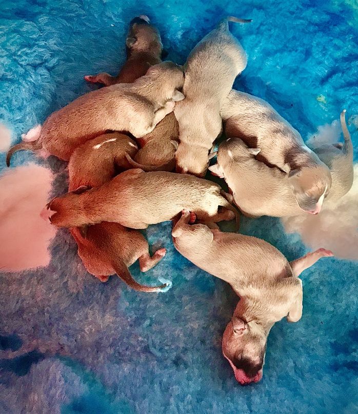 Puppies at 5 days old 💖